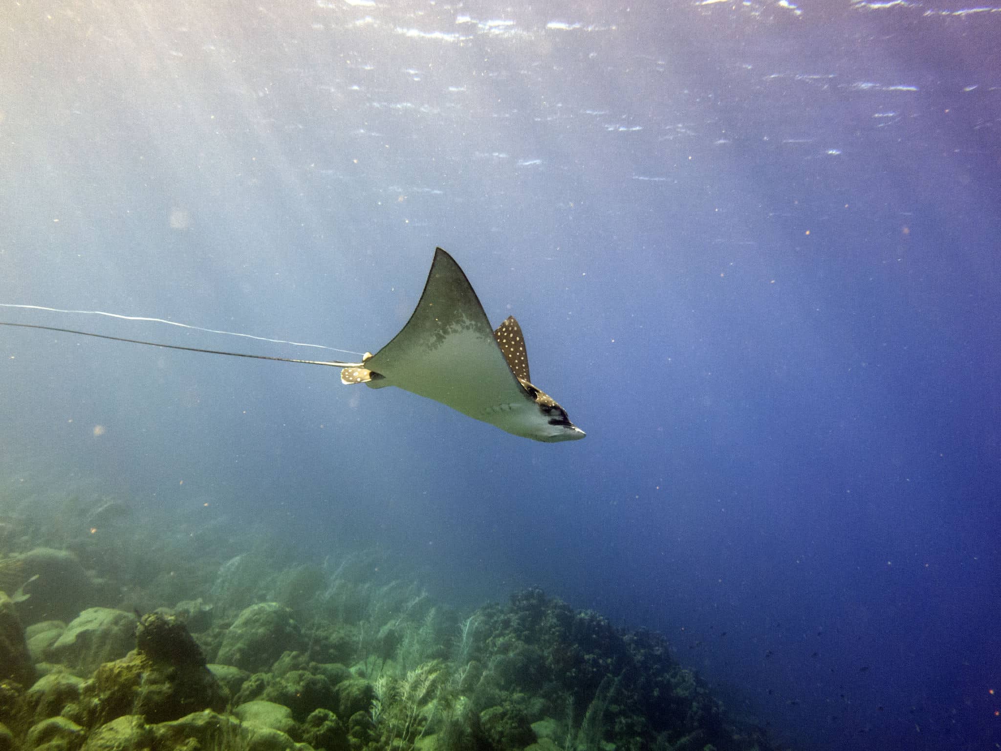 2048x1536 Wounded Eagle Ray Seeks Help from Divers. TRAVELS WITH TAM