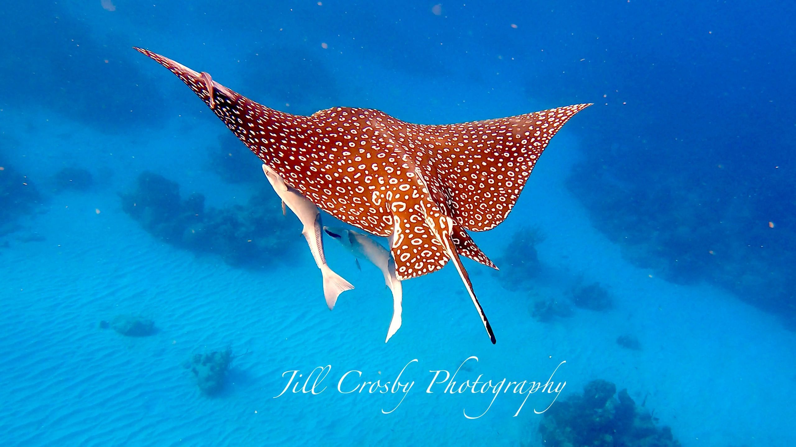 2560x1440 Rays & Sharks. Jill Crosby Photography
