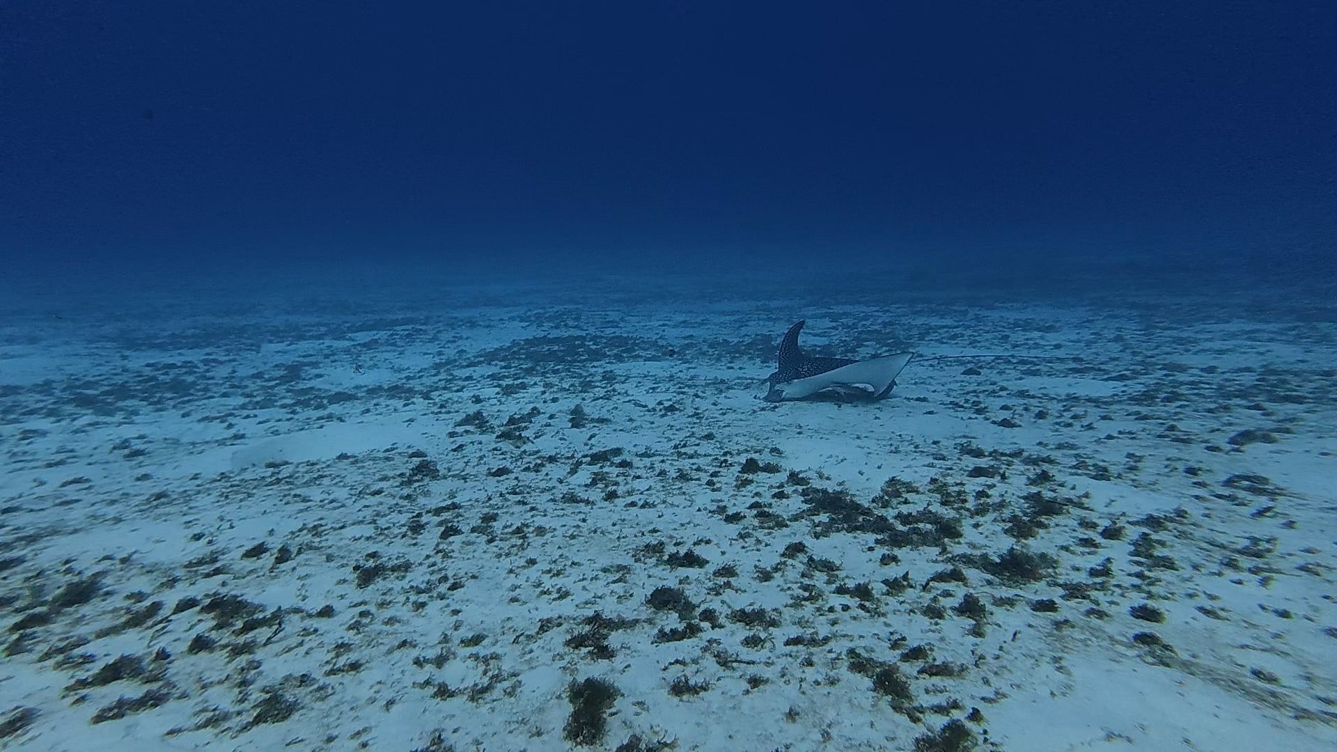 1920x1080 Saw this beautiful eagle ray today