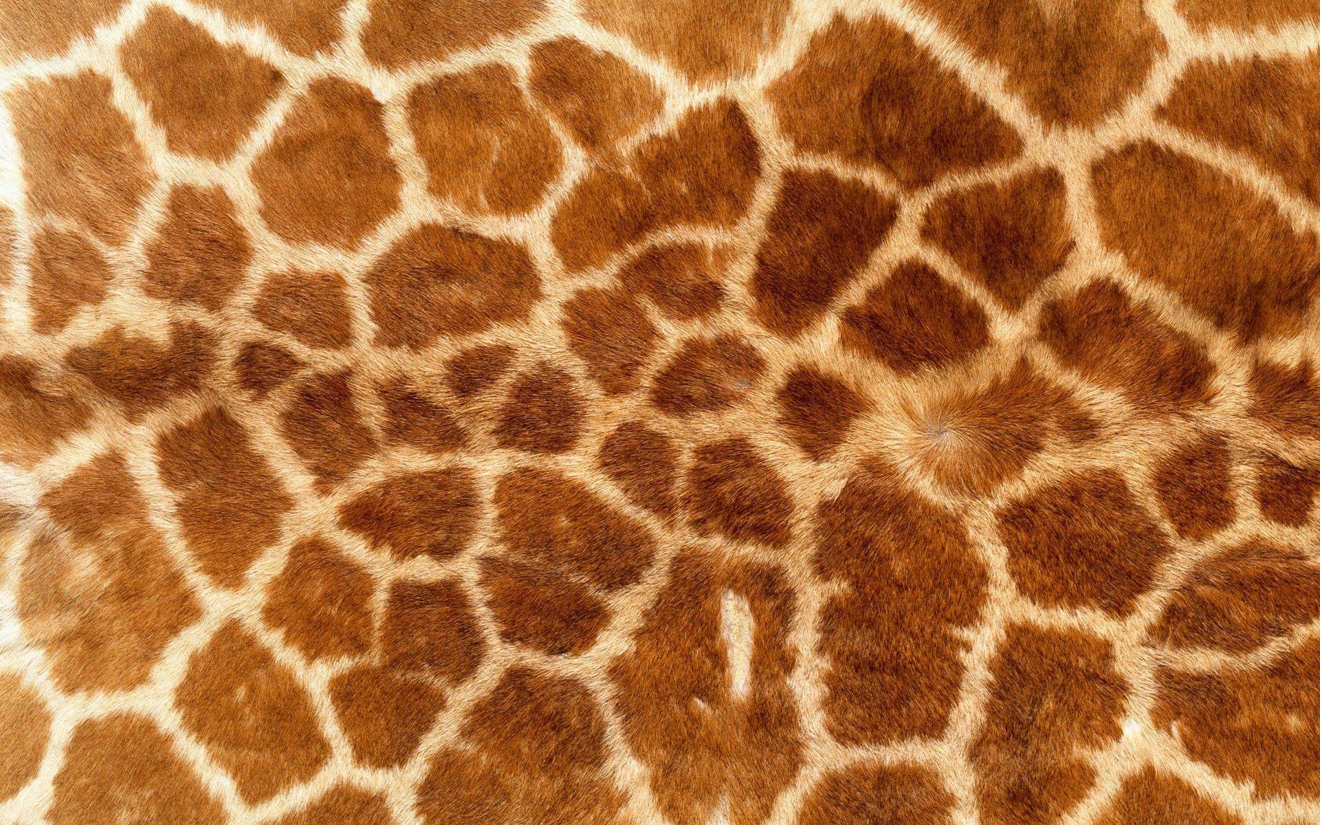 1920x1200 Luxury Cute Giraffe Wallpaper HD. iPhone Wallpaper HD
