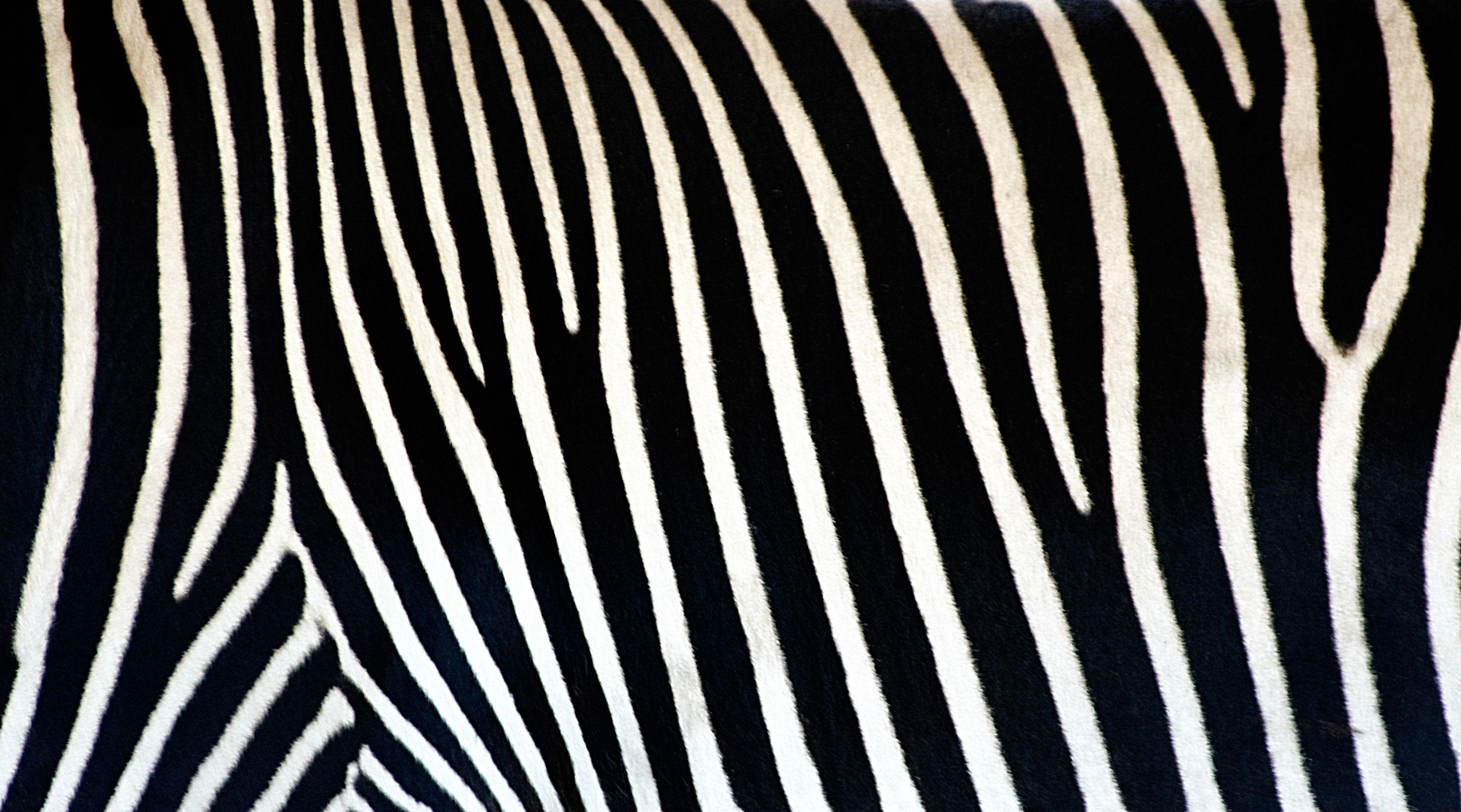 2969x1650 Zebra Pattern Wallpaper And Background. cute Wallpaper