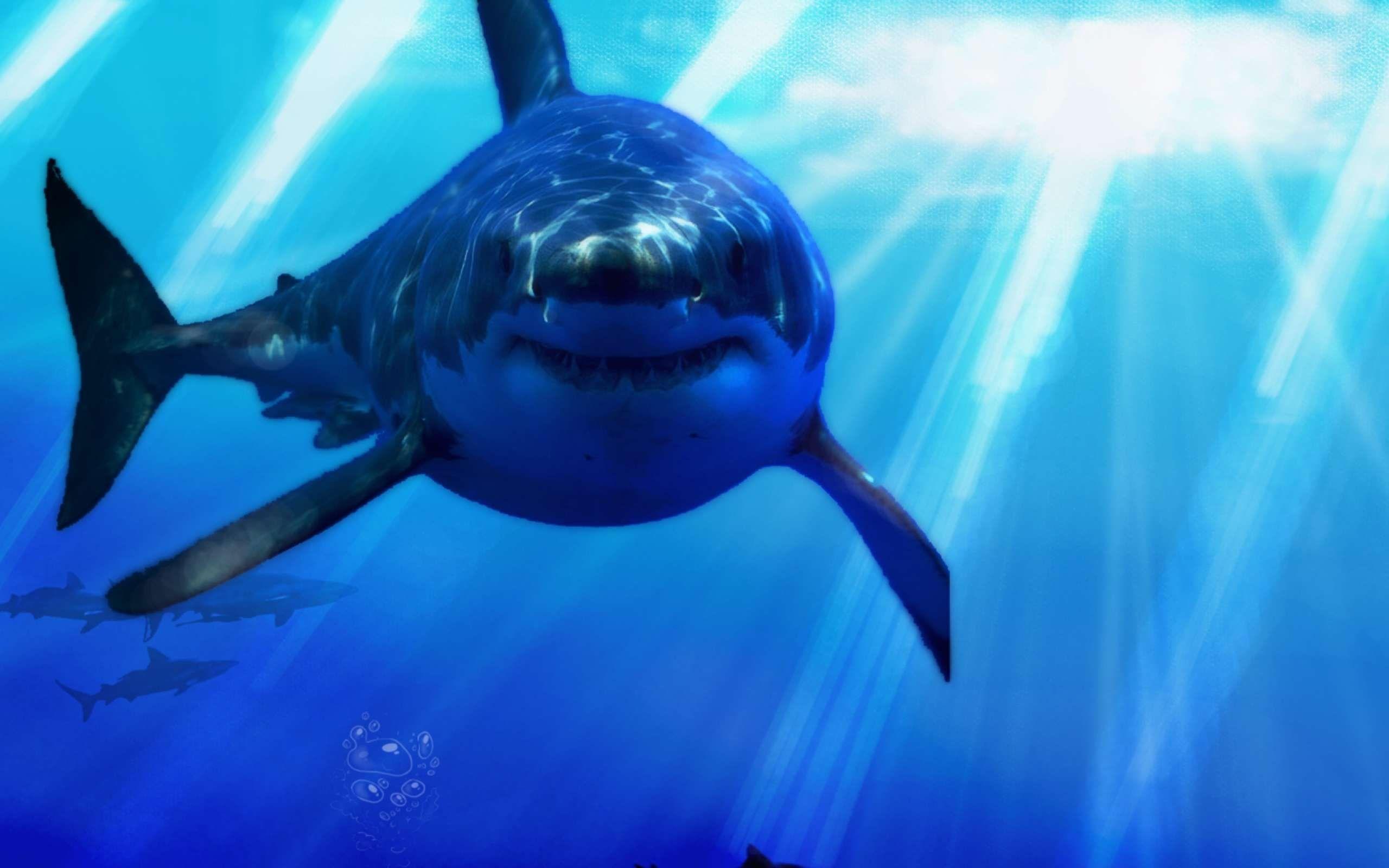 2560x1600 great, White, Shark Wallpaper HD / Desktop and Mobile Background