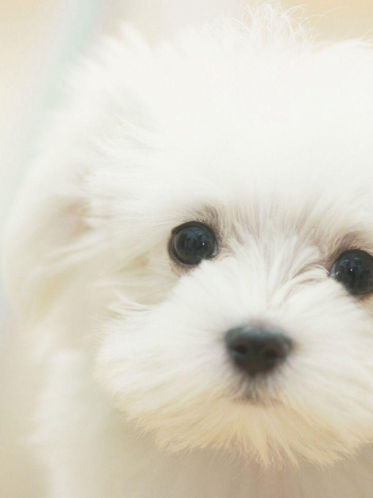 768x1024 Cute Maltese iPad mini wallpaper