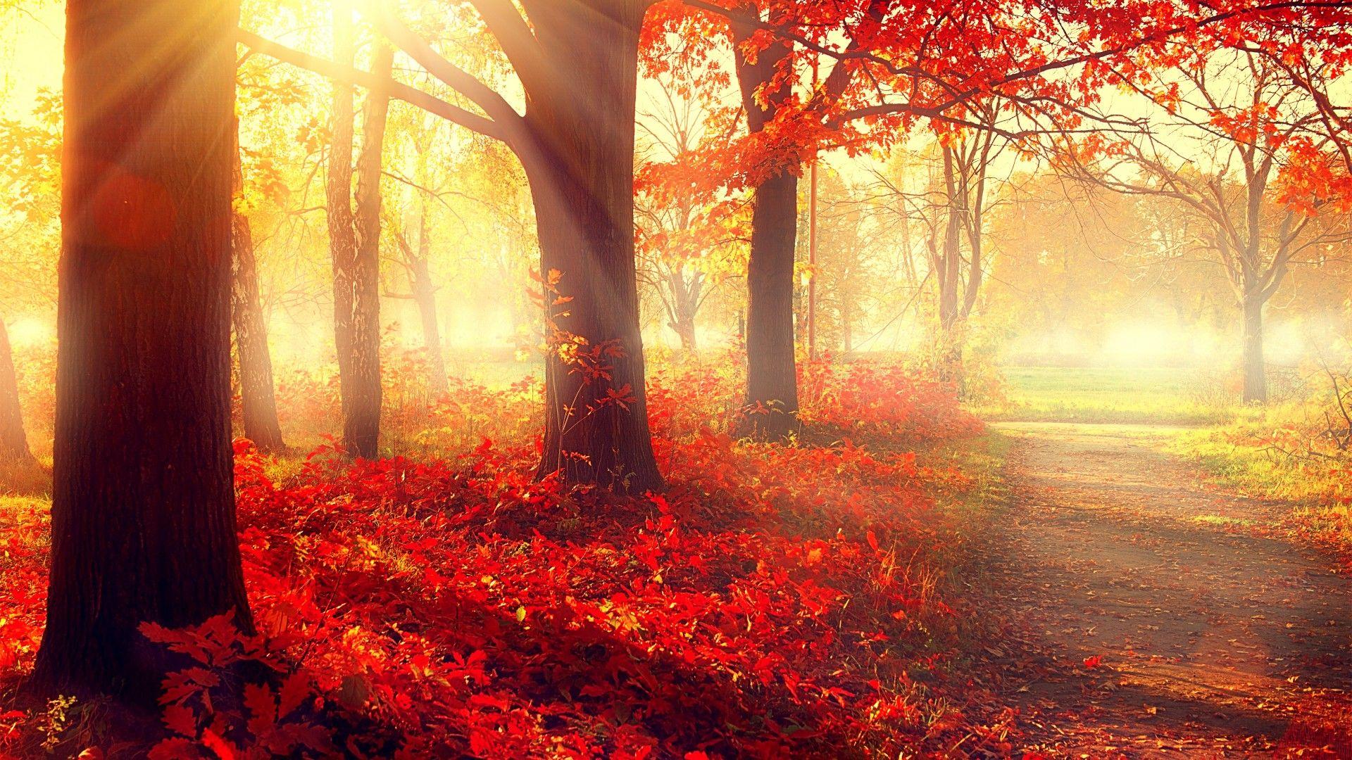 1920x1080 Wallpaper park, 5k, 4k wallpaper, autumn, beautiful, leaves, trees, Nature