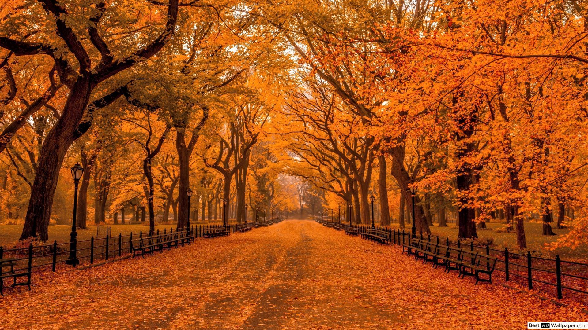 1920x1080 Autumn in Central Park HD wallpaper download