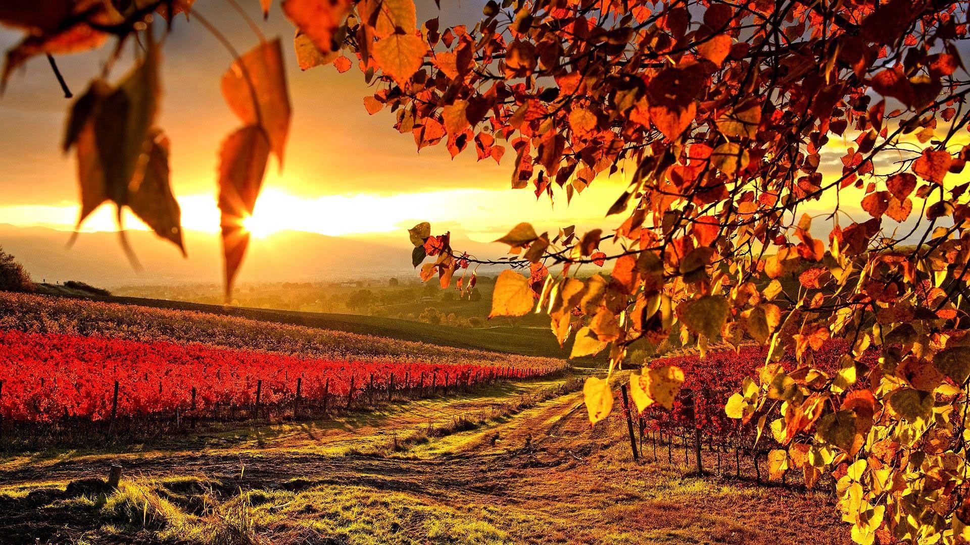 1920x1080 Beautiful Background Picture