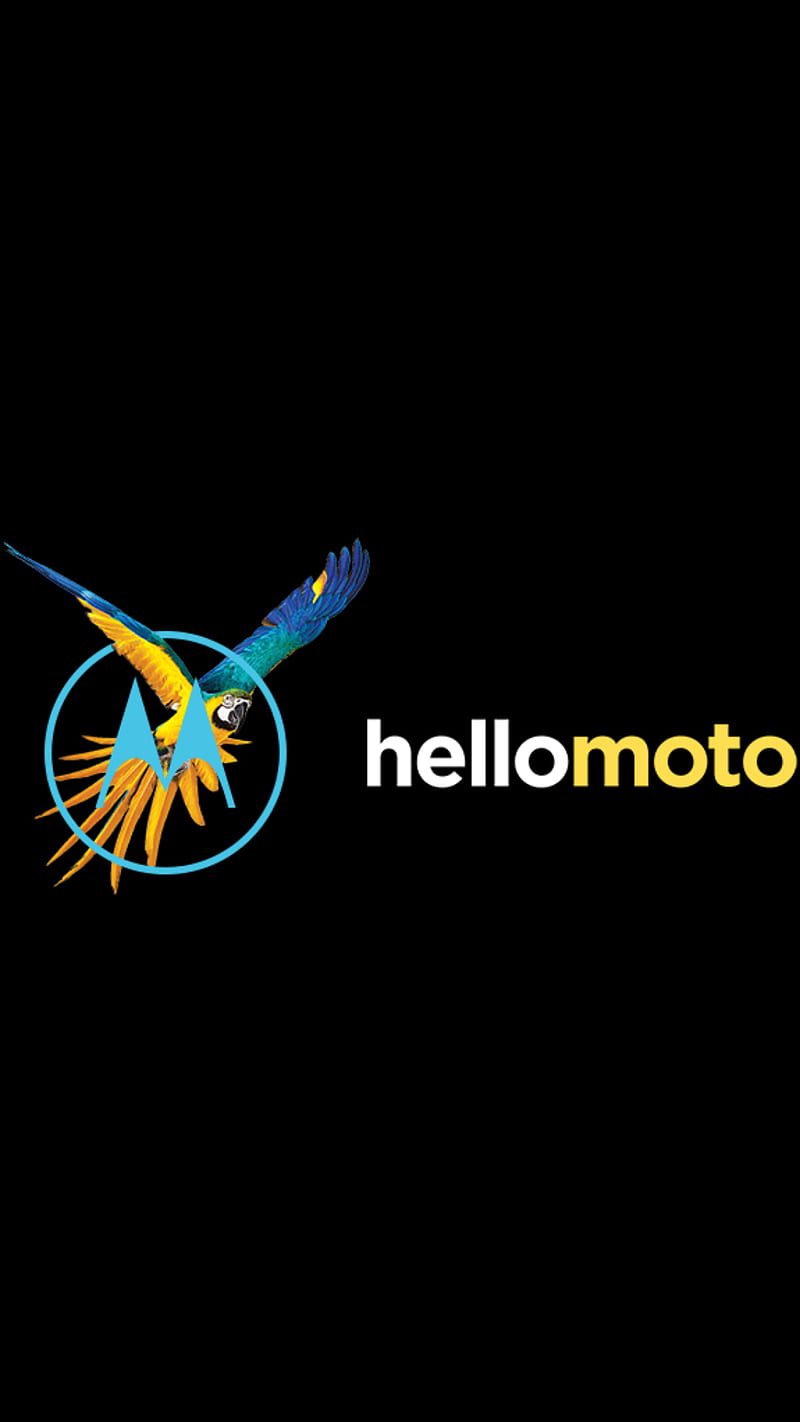 800x1422 Hellomoto motoG parrot, screensaver, HD phone wallpaper