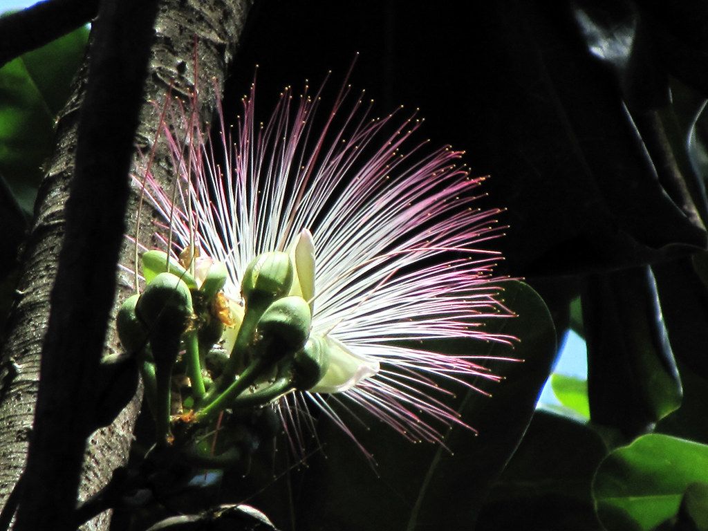 1024x768 Barringtonia asiatica Poison Tree in Flower in