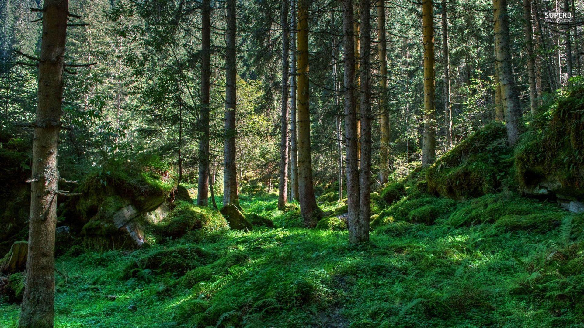 1920x1080 Spring Forest wallpaperx1080