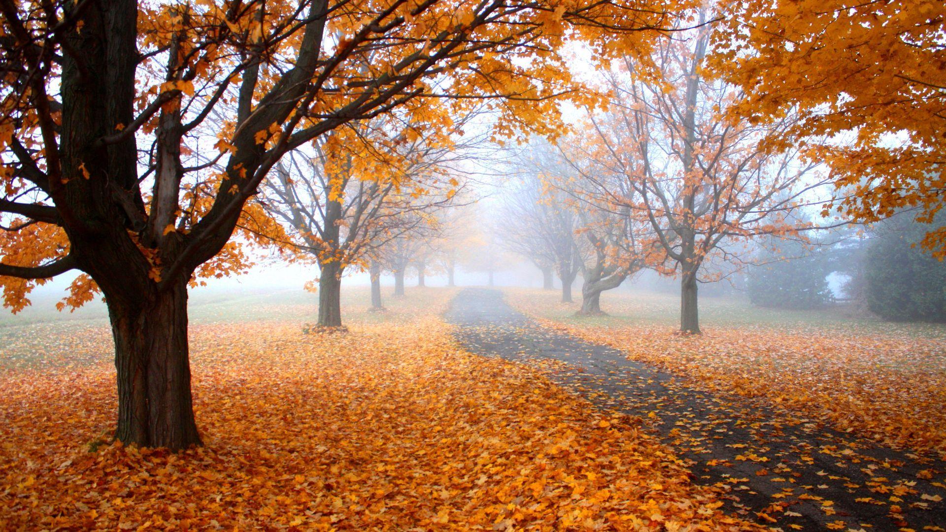 1920x1080 Nature HD Wallpaper & Image 4k & 8k Resolution