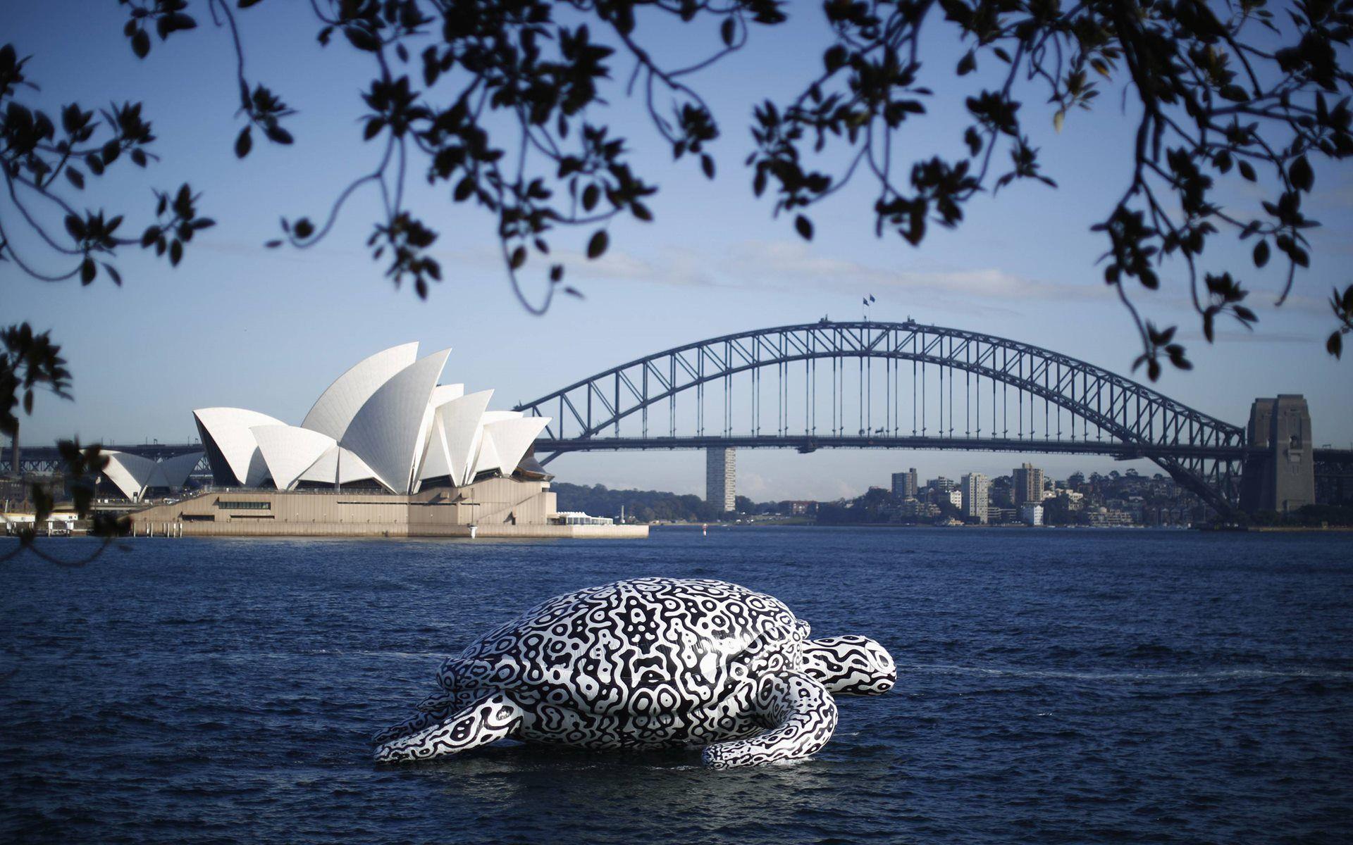 1920x1200 Sydney Harbour Bridge Opera House White Turtle Swimming On Australia Dektop Image Picture Wallpaper Download Free