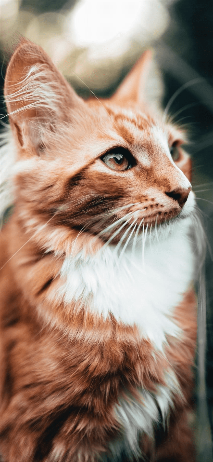 869x1882 Cat Wallpaper art: Free HD Download