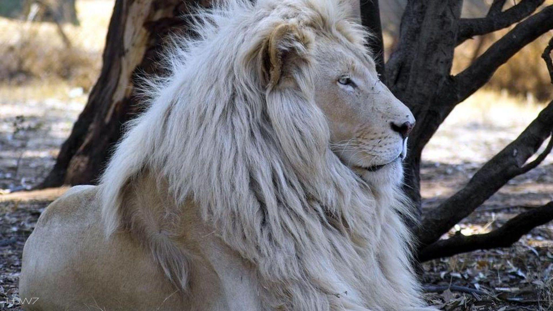 1920x1080 the white lion desktop wallpaper 1920x1080. HD wallpaper gallery