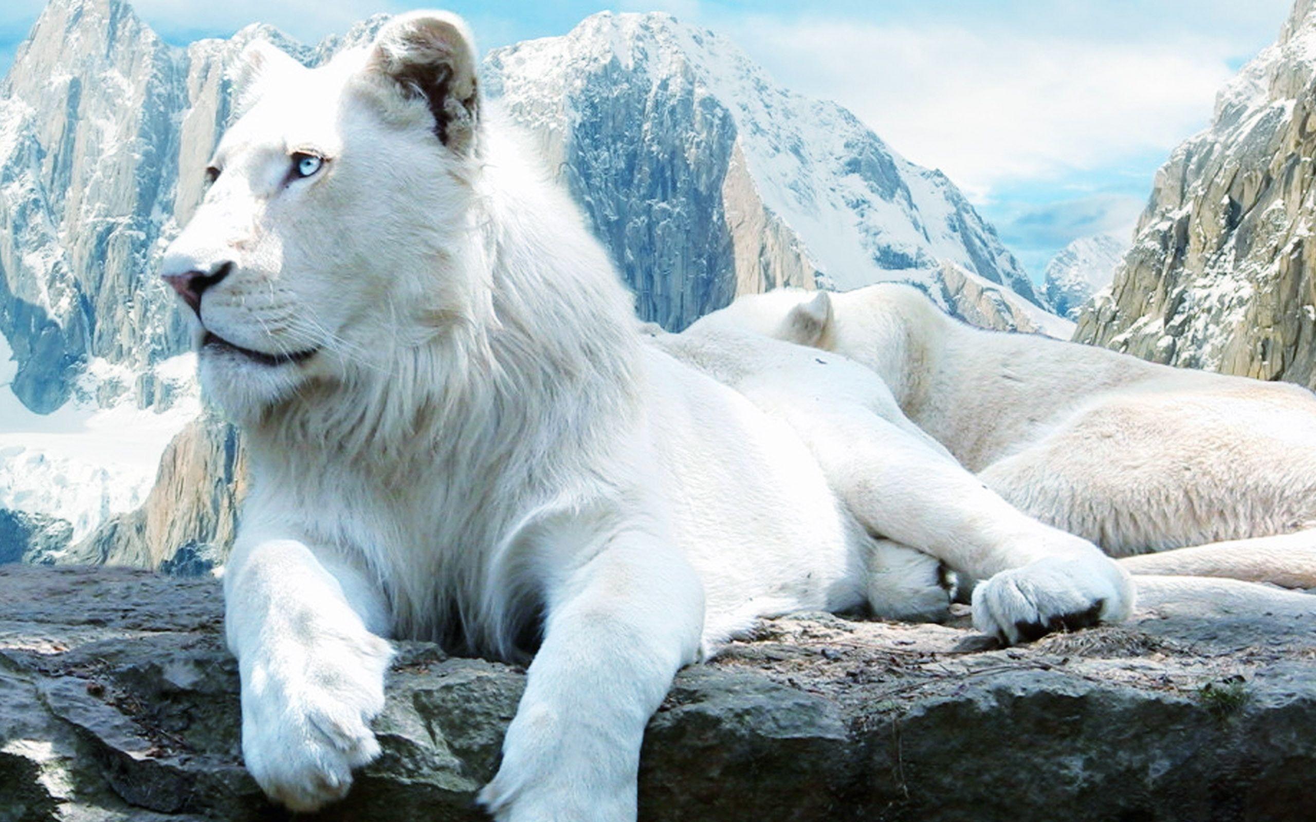 2560x1600 White Lion Wallpaper Deskx
