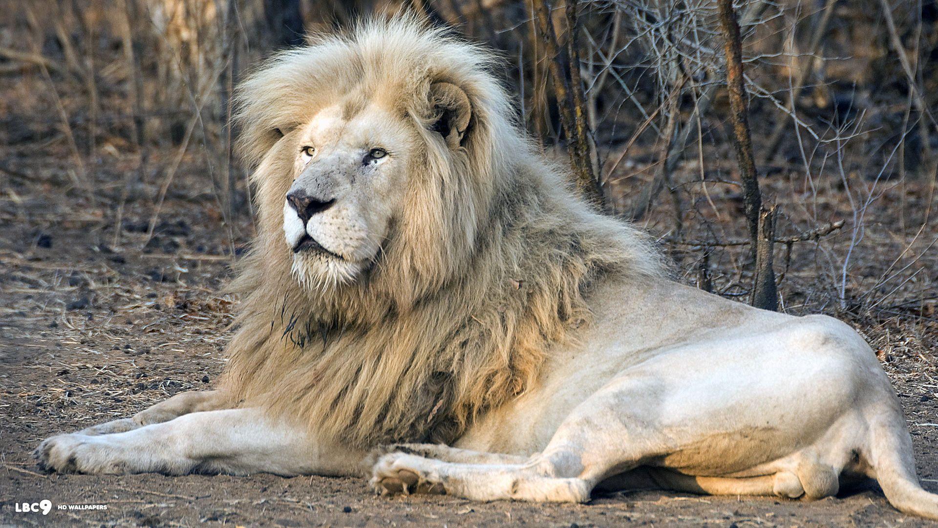 1920x1080 Baby White Lion Desktop Wallpaper HD Wallpaper For Pc HD Wallpaper
