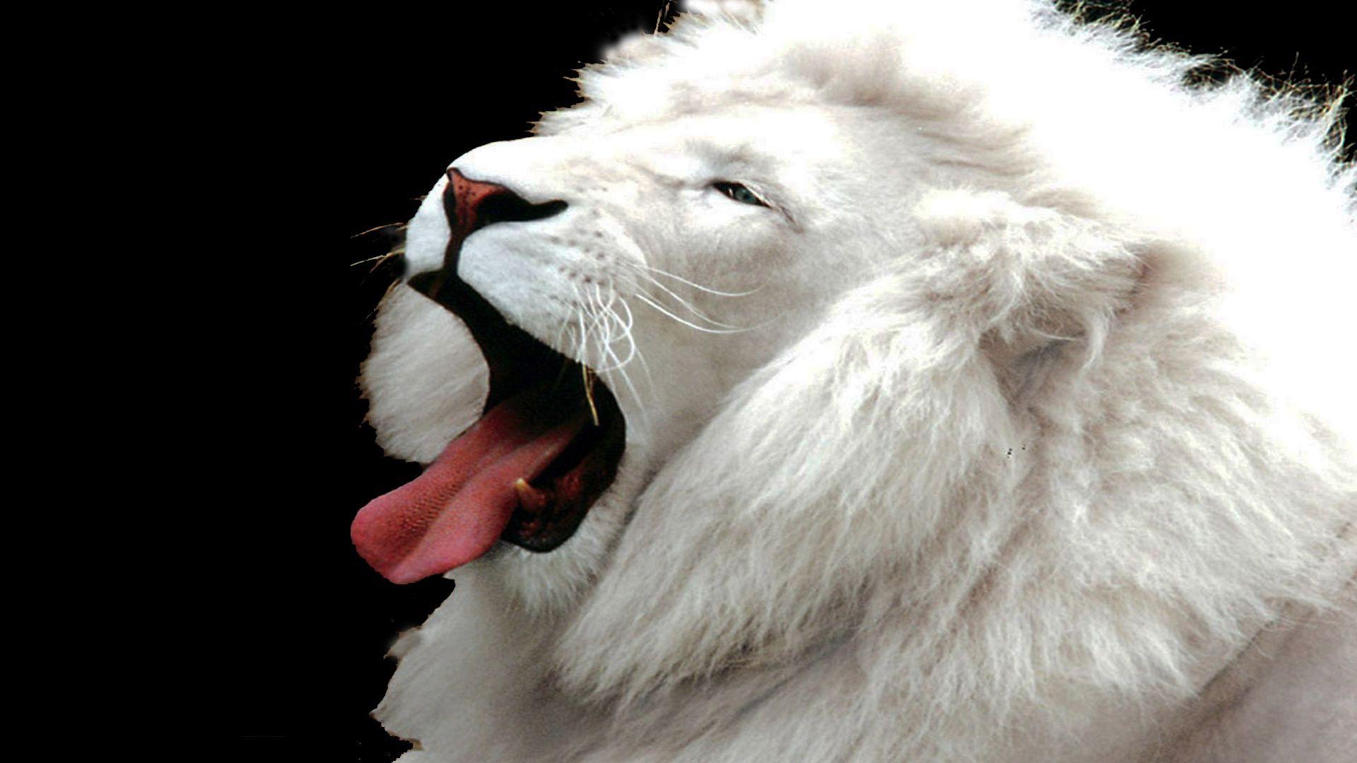 1920x1080 White Lion Background HD