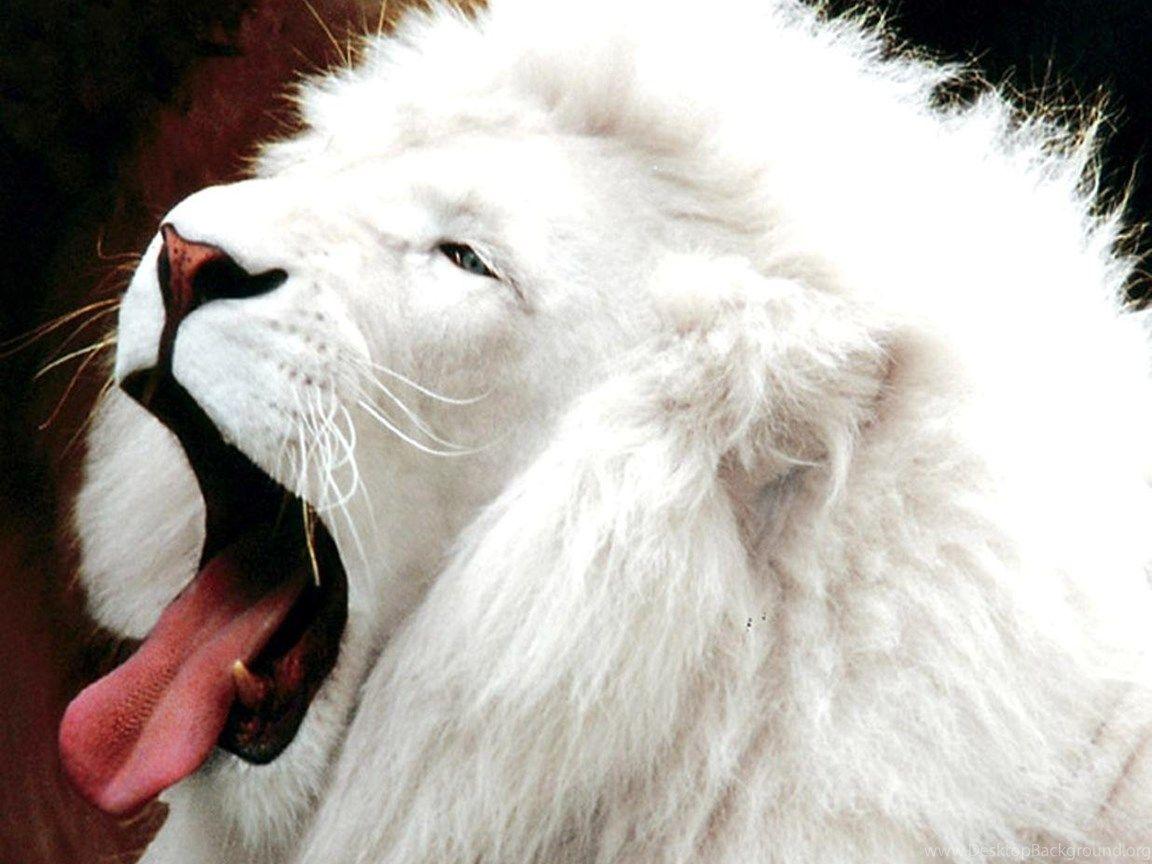 1152x864 image Of White Lion HD Wallpaper Pretty Desktop Background