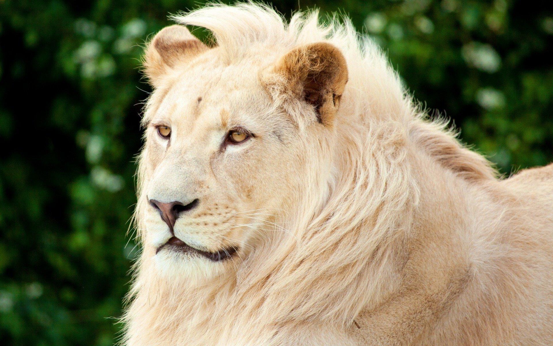 1920x1200 White Lion wallpaper 1920x1200 desktop background