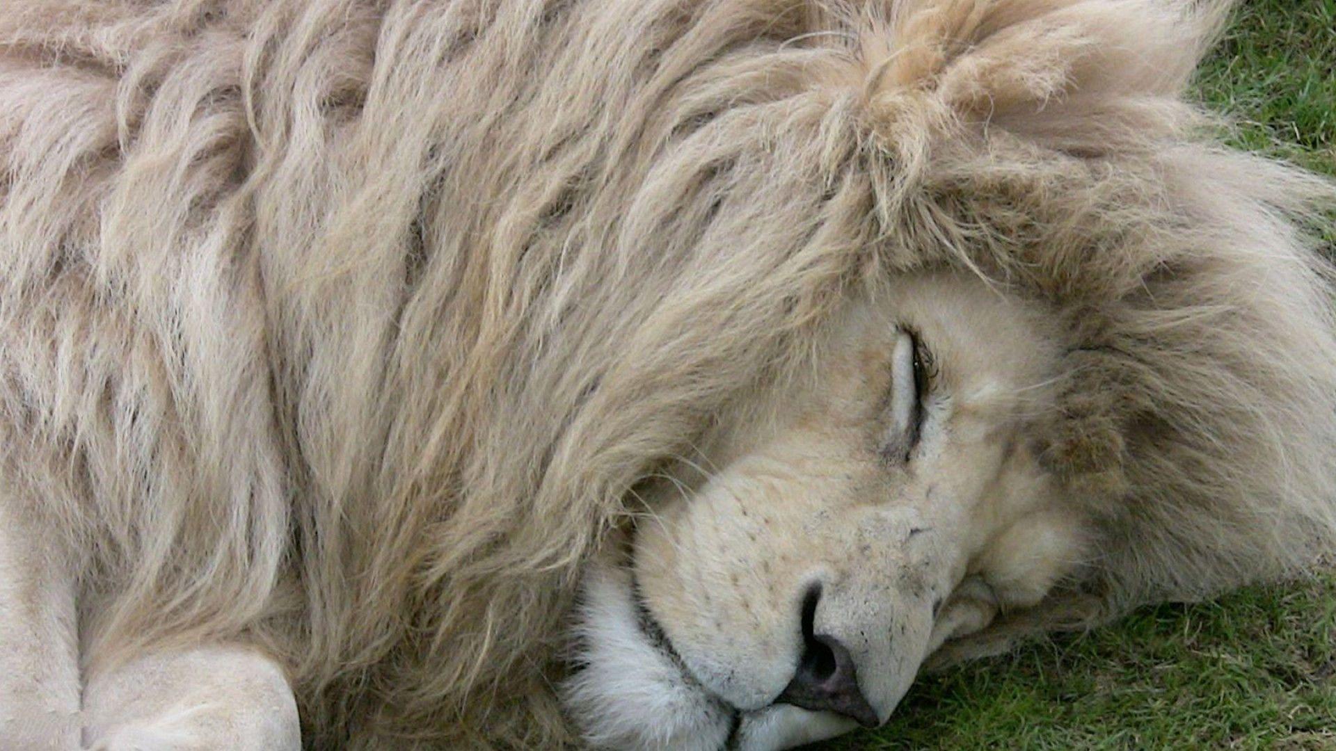 1920x1080 Lion Desktop Wallpaper