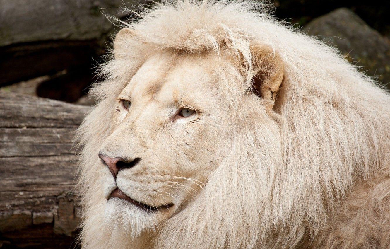 1332x850 Wallpaper cat, face, mane, white lion image for desktop, section кошки