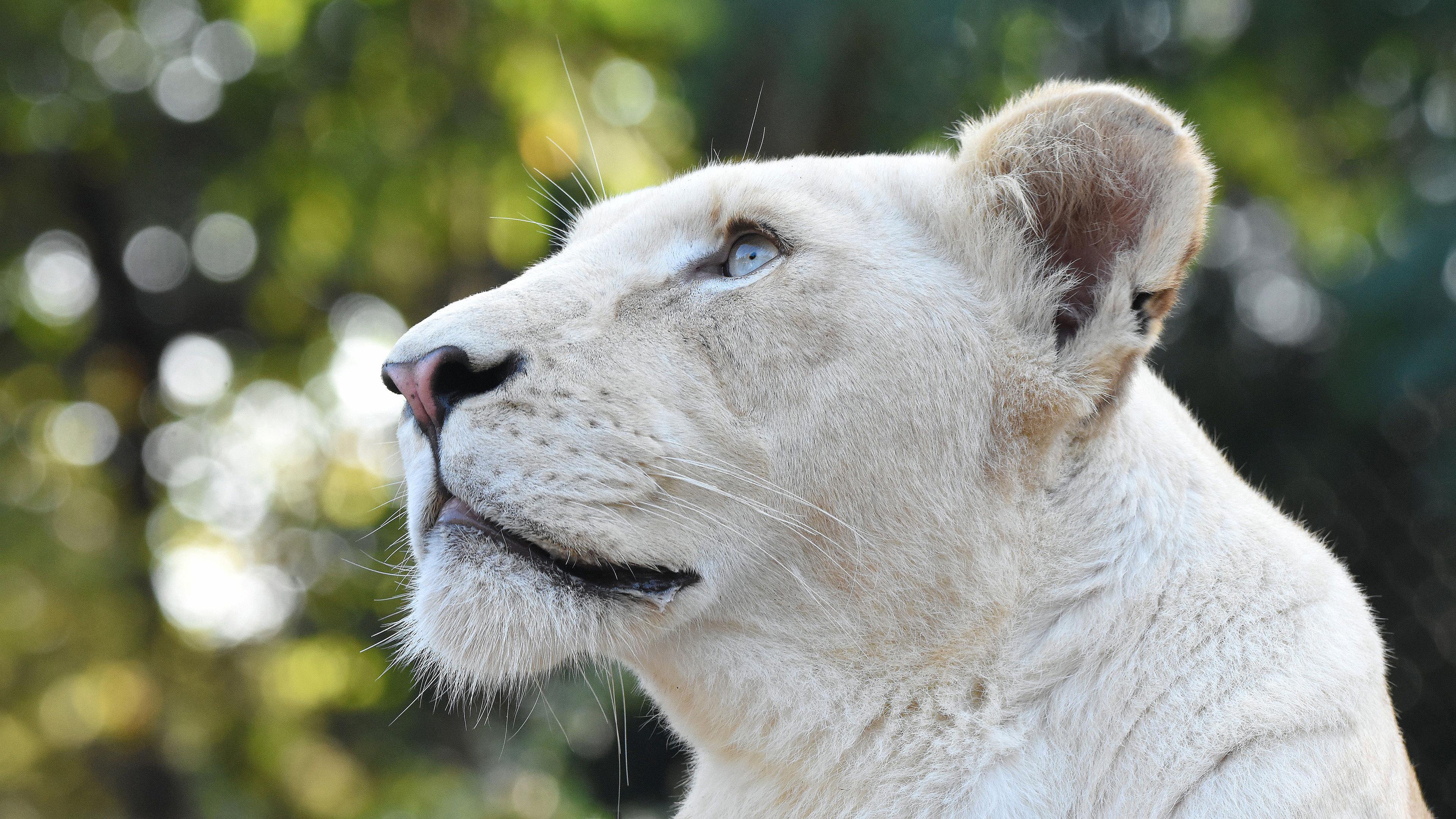 3840x2160 White Lion Head 4K HD desktop wallpaper : Widescreen : High Definition