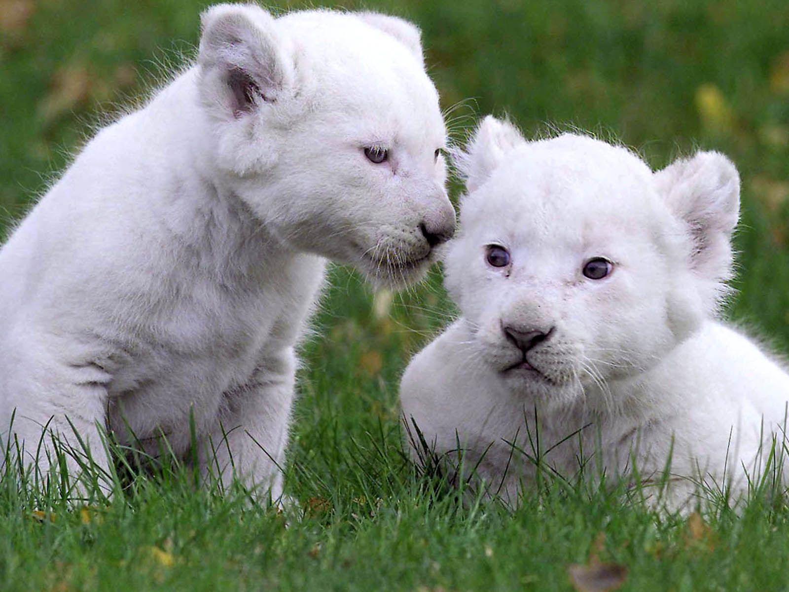 1600x1200 Baby White Lion Funny Wallpaper HD / Desktop and Mobile Background