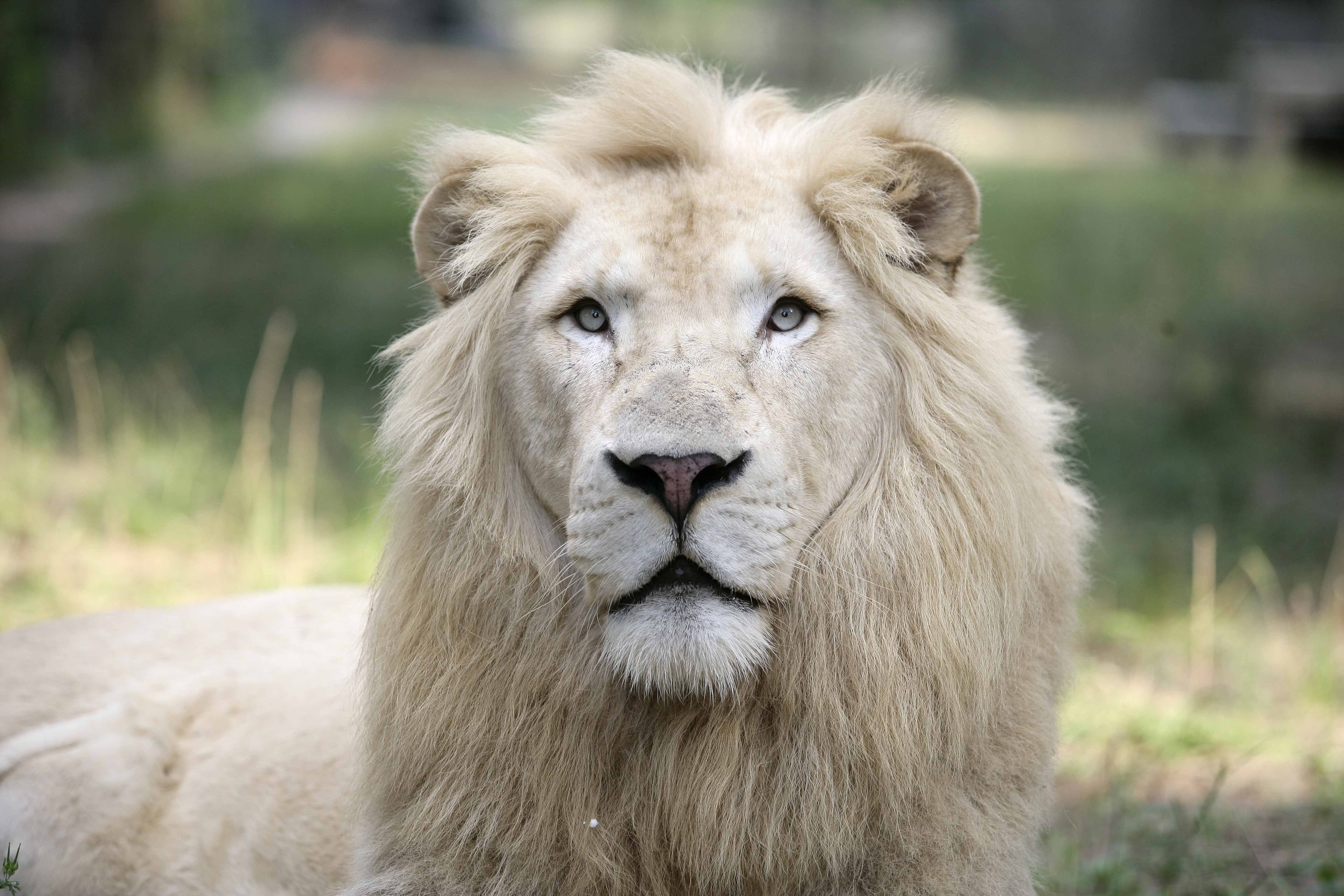 4992x3328 Most viewed White Lion wallpaperK Wallpaper