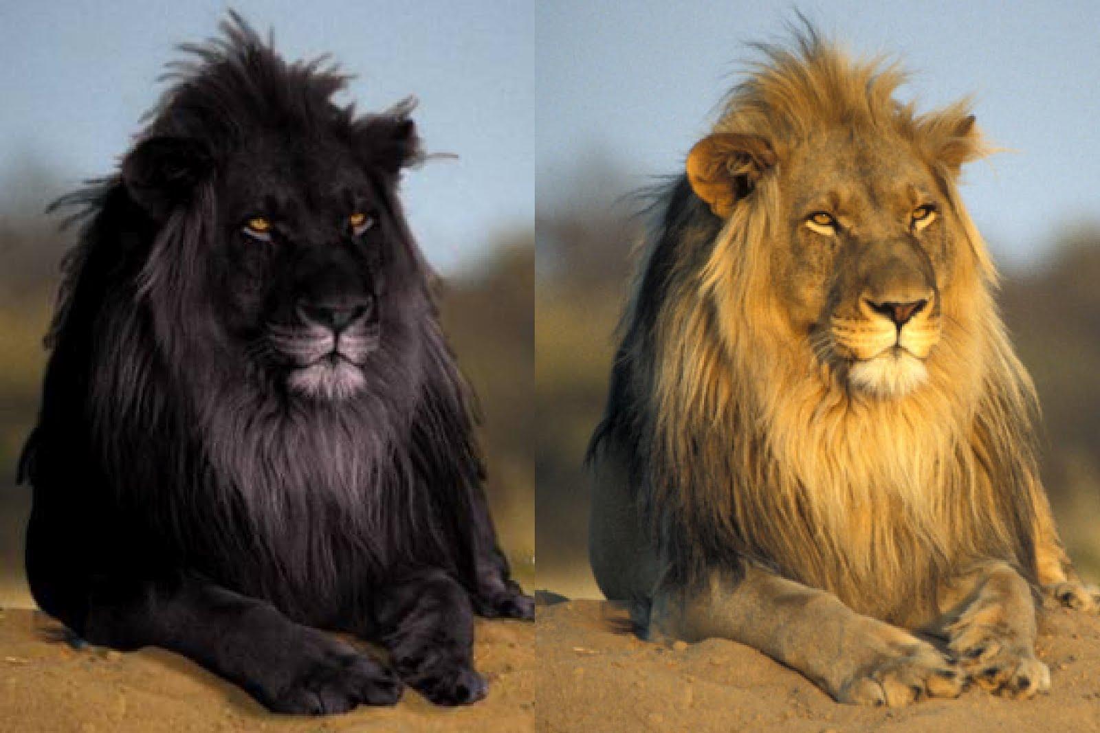 1600x1067 Rare Black Animals 58 Desktop Wallpaper Lion White Lion HD Wallpaper