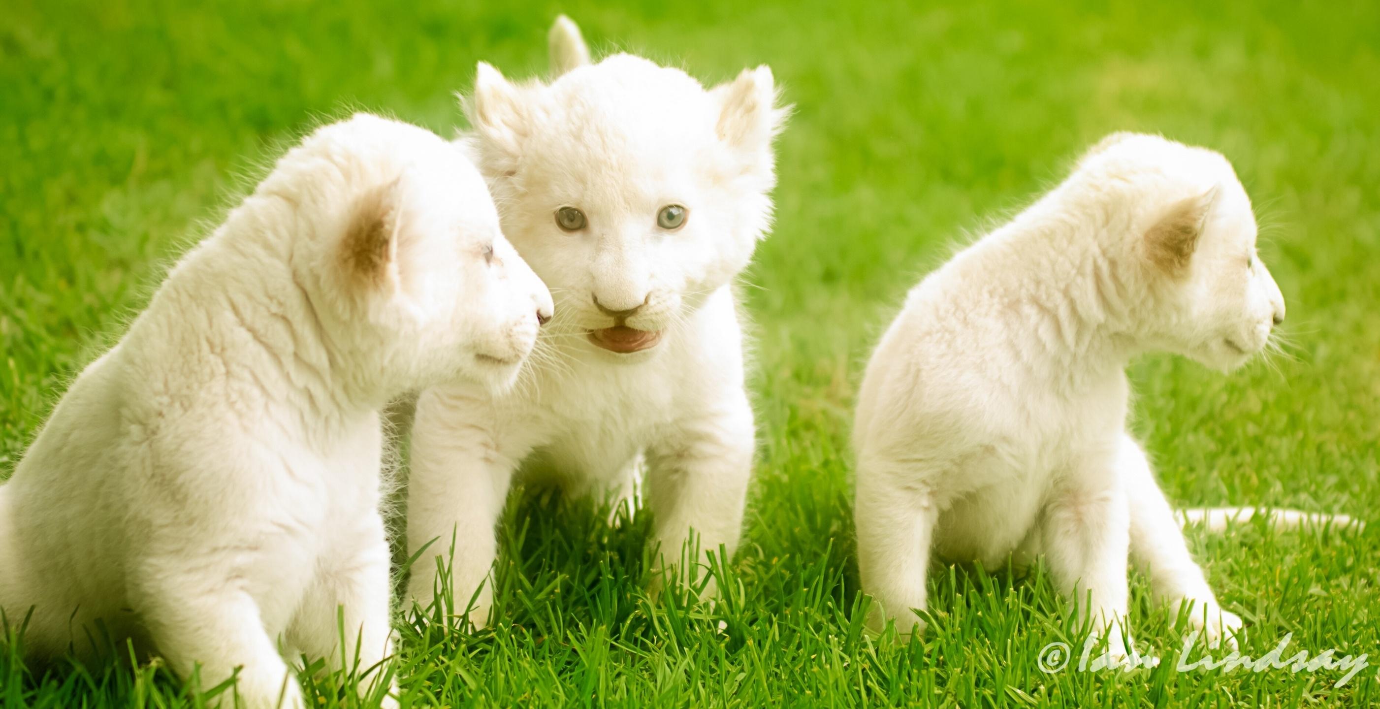 2803x1440 White Lion Wallpaper Desktop (2803x1440)