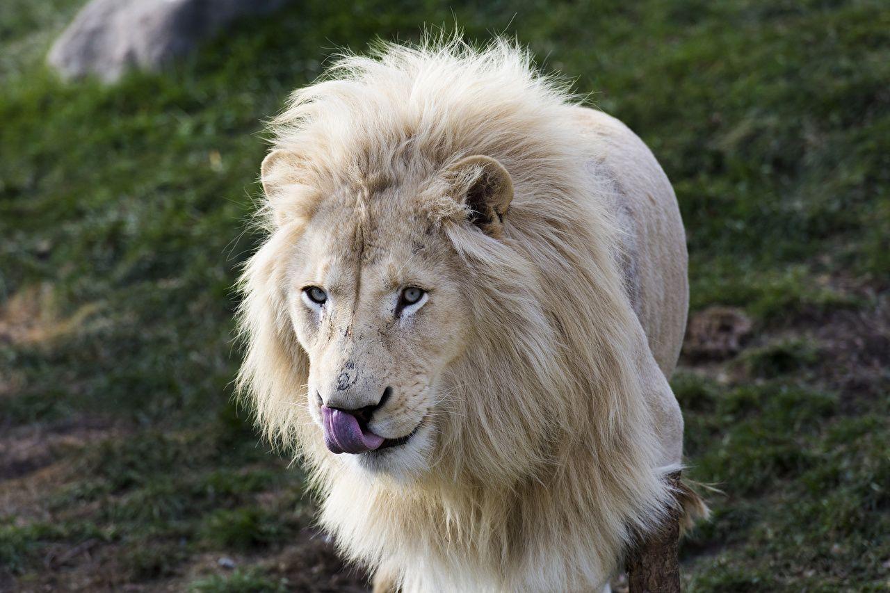 1280x853 Desktop Wallpaper Lions White Animals