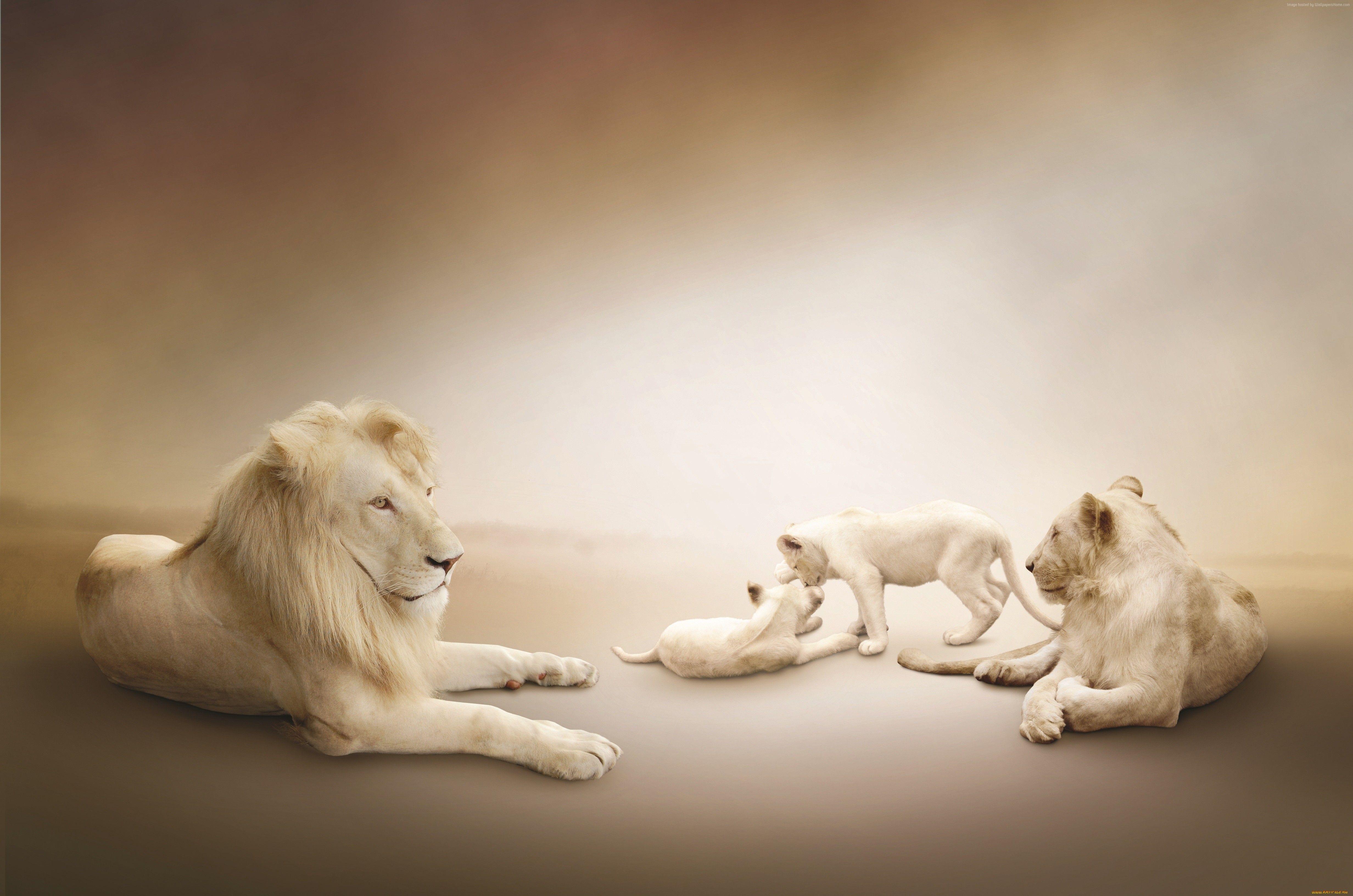 4928x3264 #Lion Family, #white background, #White lion. Mocah.org HD Desktop Wallpaper