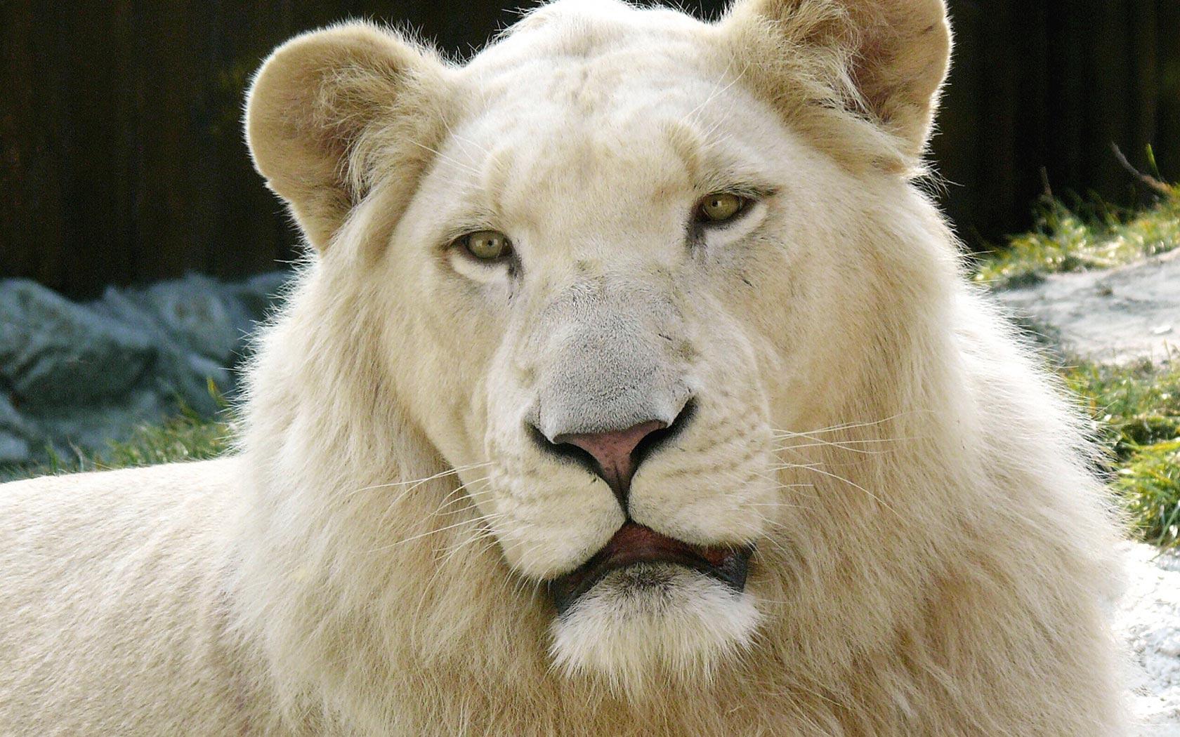 1680x1050 Desktop Wallpaper · Gallery · Computers · White Lion Apple OS X