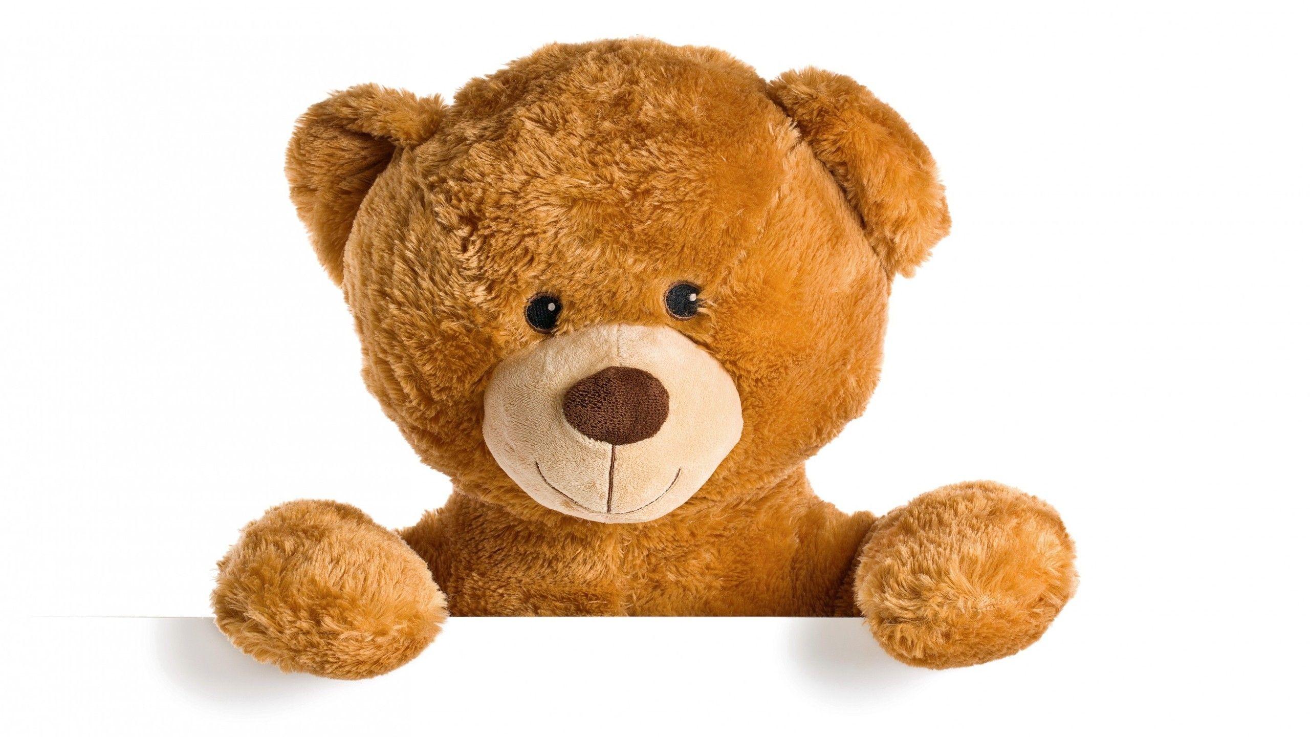 2560x1440 Cute Teddy Bear HD Wallpaper