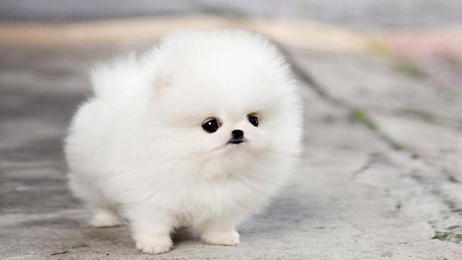 1600x900 Pomeranian Puppy Wallpaper