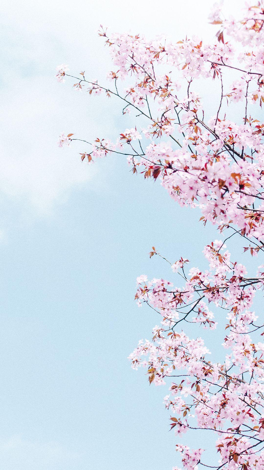1080x1920 A cherry blossom wallpaper you can use to brighten up your phone. Wallpaper paisagem, Papeis de parede, Melhores papel de parede