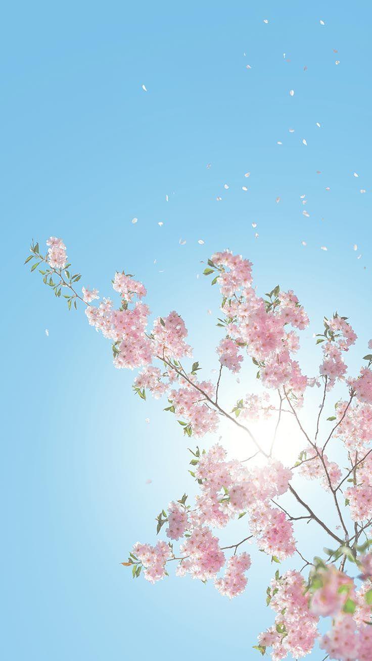 736x1308 Cherry Blossom Aesthetic Wallpaper