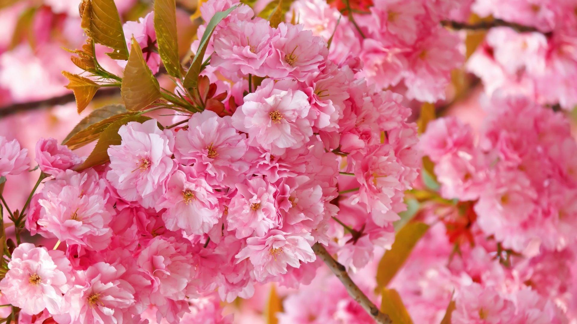 1920x1080 Cute Cherry Blossom Wallpaper Desktop