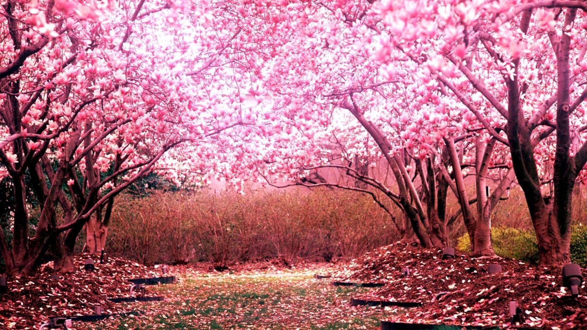 1920x1080 Cute Cherry Blossom Wallpaper Free HD Wallpaper
