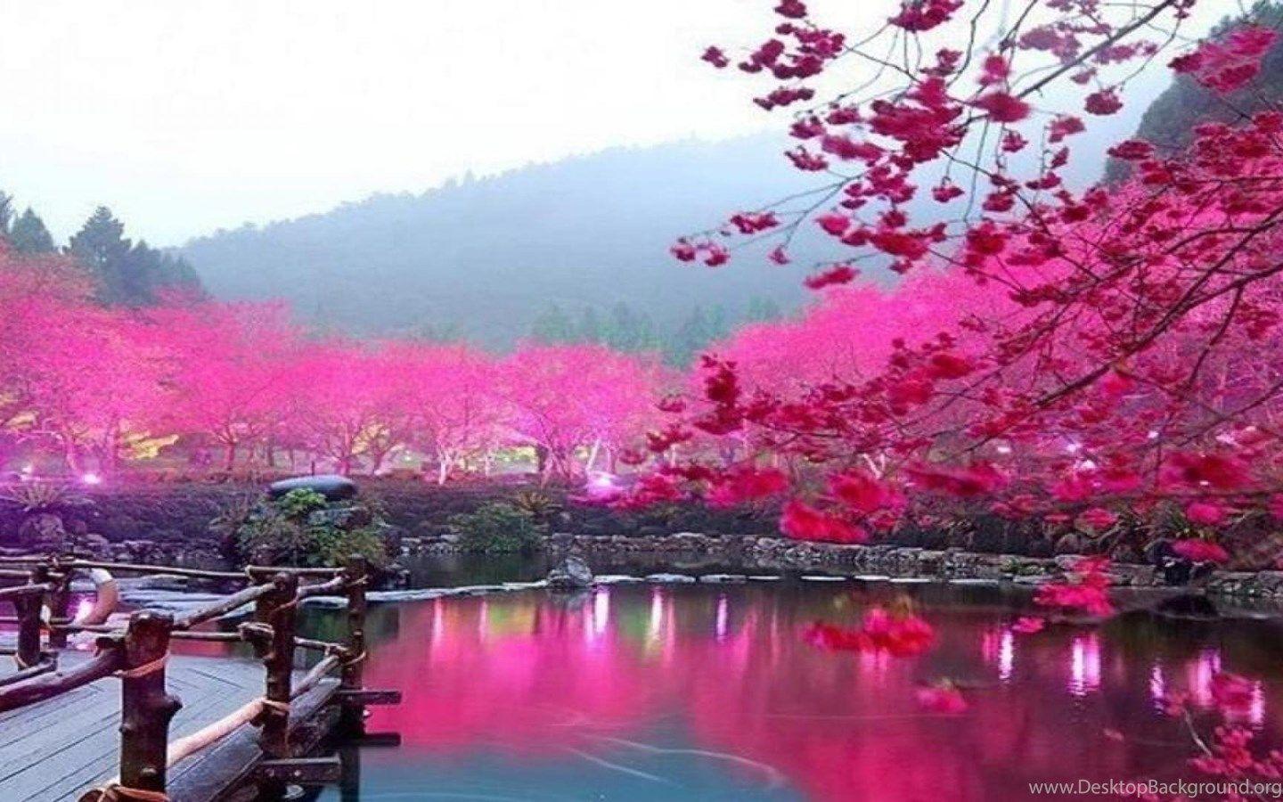 1440x900 Download Cute Cherry Blossom Wallpaper High Quality Resolution. Desktop Background
