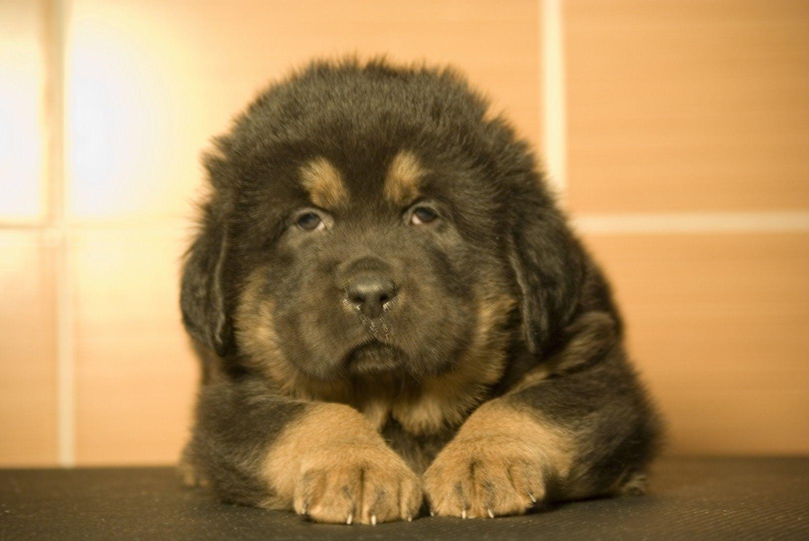 1613x1080 tibetan mastiff wallpaper. Tibetan mastiff wallpaper
