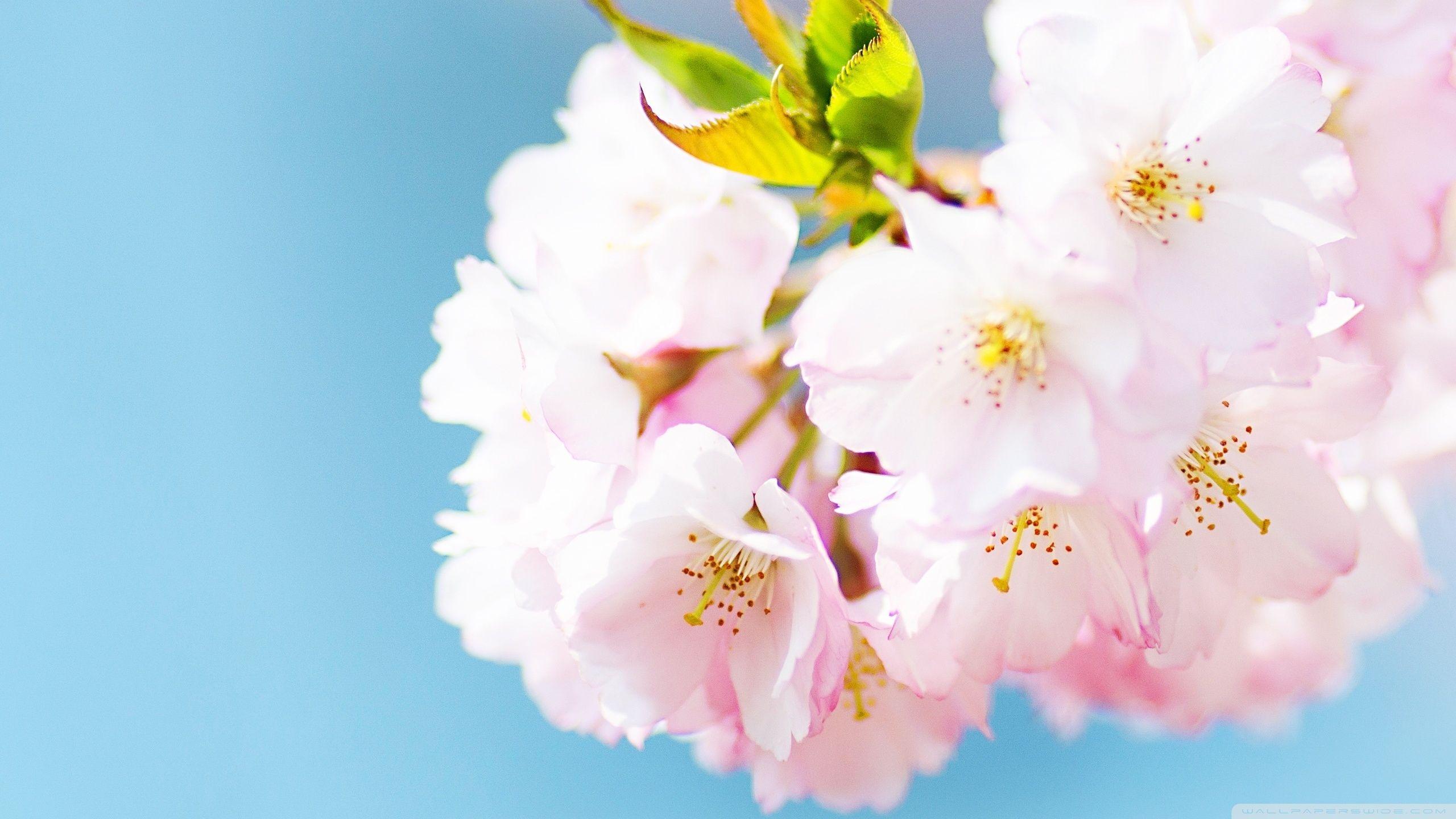 2560x1440 Cute Cherry Blossom Ultra HD Desktop Background Wallpaper for 4K UHD TV : Widescreen & UltraWide Desktop & Laptop : Multi Display, Dual Monitor : Tablet