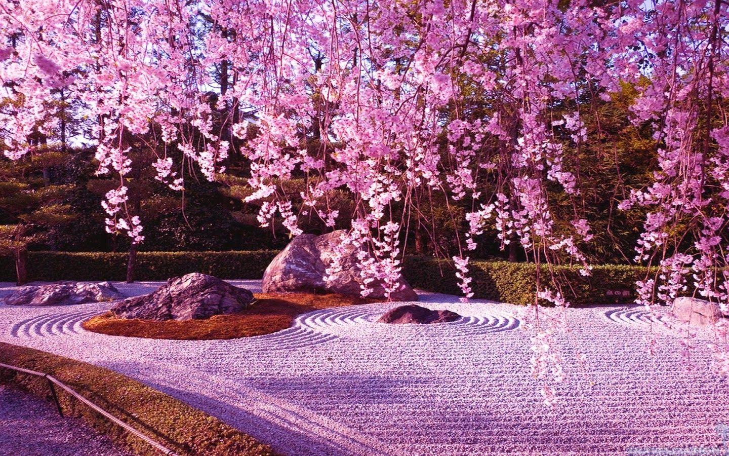1440x900 Free download cute cherry blossom wallpaper [1600x900] for your Desktop, Mobile & Tablet. Explore Cherry Blossom Wallpaper. Cherry Blossom Wallpaper for Walls, Anime Cherry Blossom Wallpaper