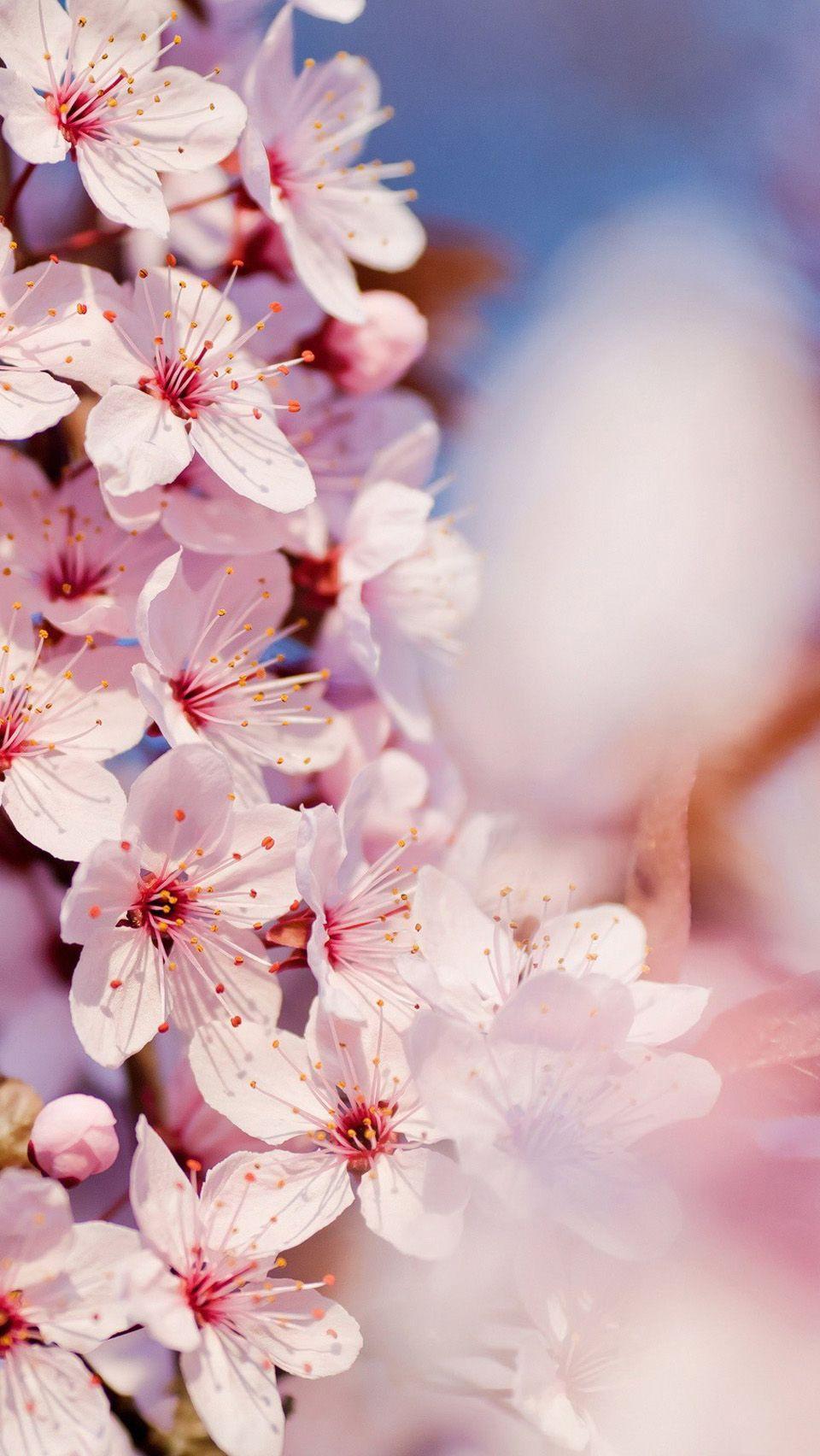 960x1704 Cherry Blossoms Ps4 Anime Wallpaper