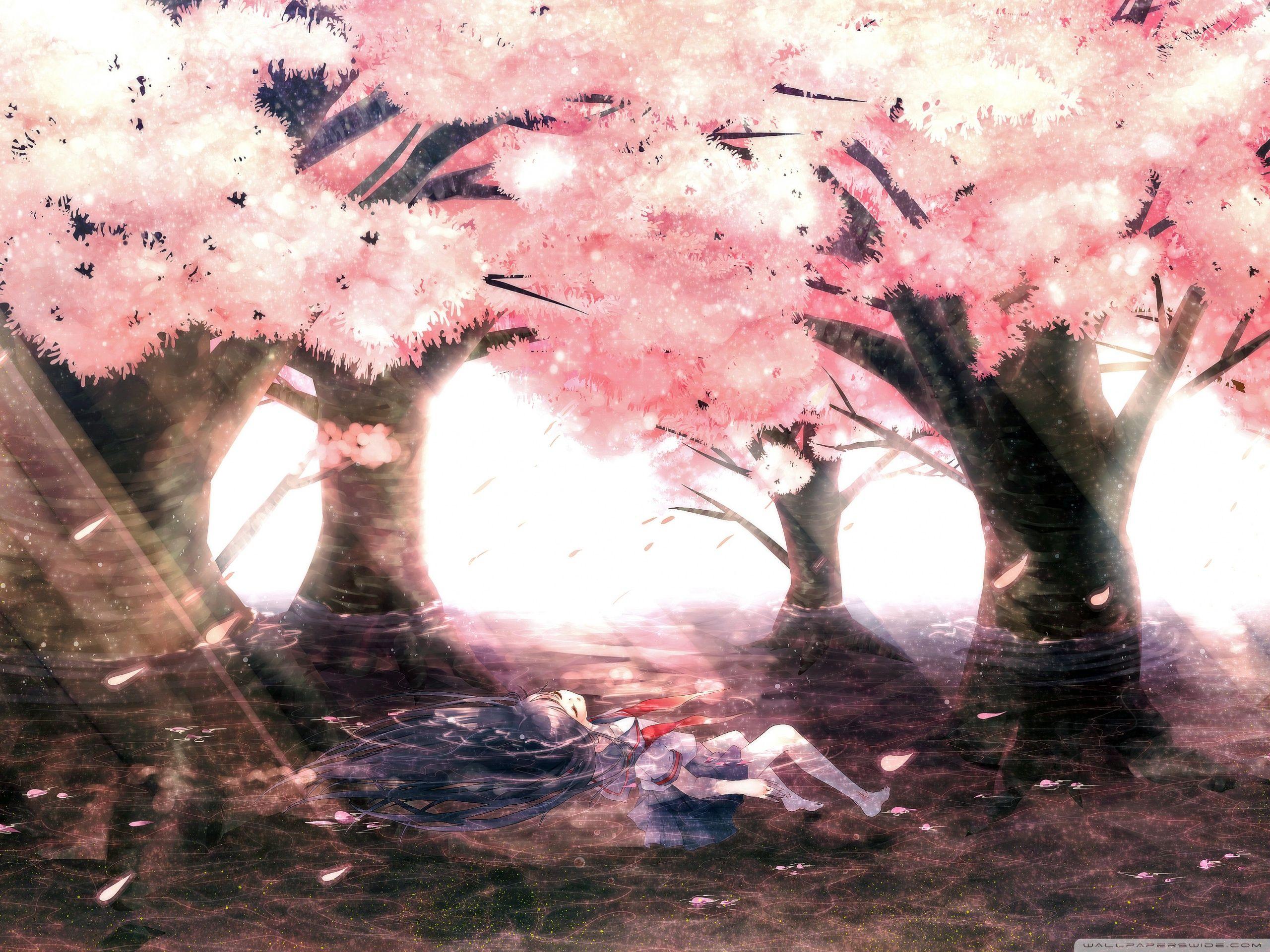 2560x1920 Cherry Tree Blossoms Ultra HD Desktop Background Wallpaper for 4K UHD TV : Tablet