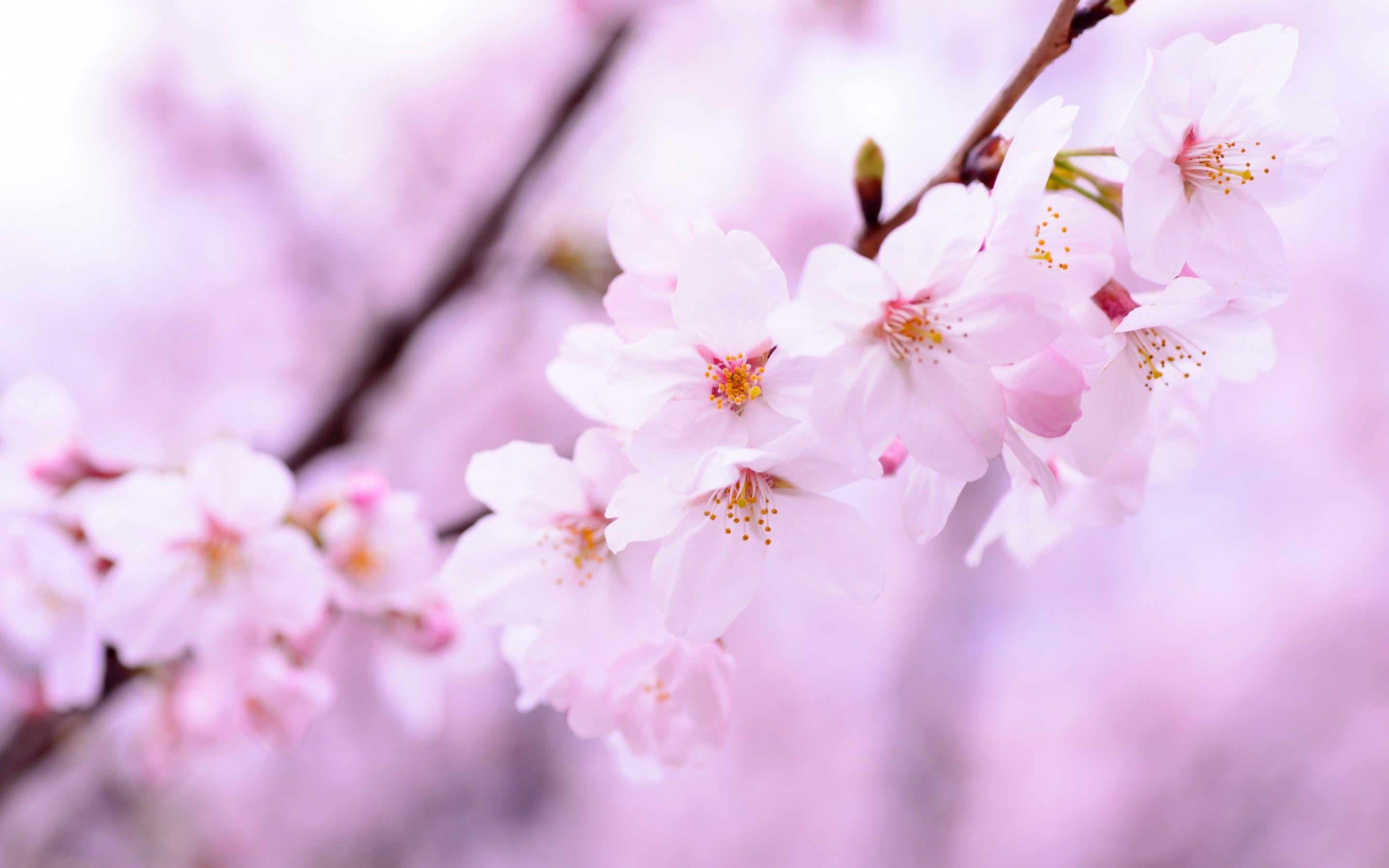 Cute Cherry Blossom Wallpapers - Top Free Cute Cherry Blossom Backgrounds - WallpaperAccess