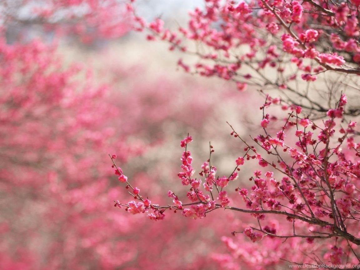 1152x864 Cute Cherry Blossom Wallpaper DesktopGallery Of Home Design Desktop Background