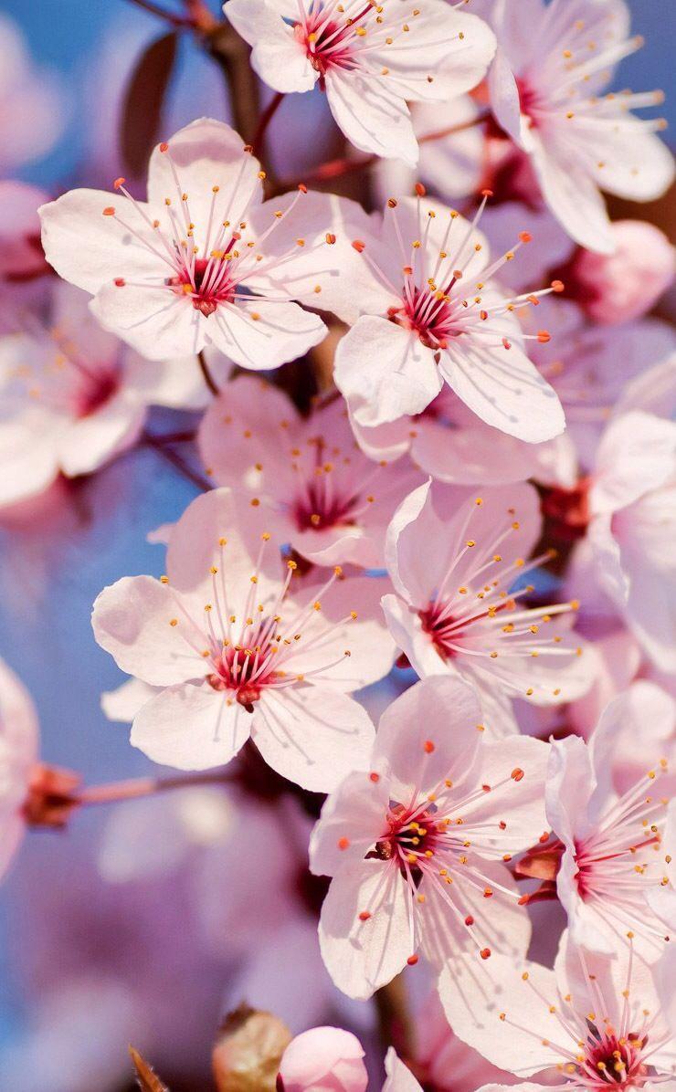 740x1196 Cute flowers. Cherry blossom wallpaper, Spring wallpaper, Flower wallpaper