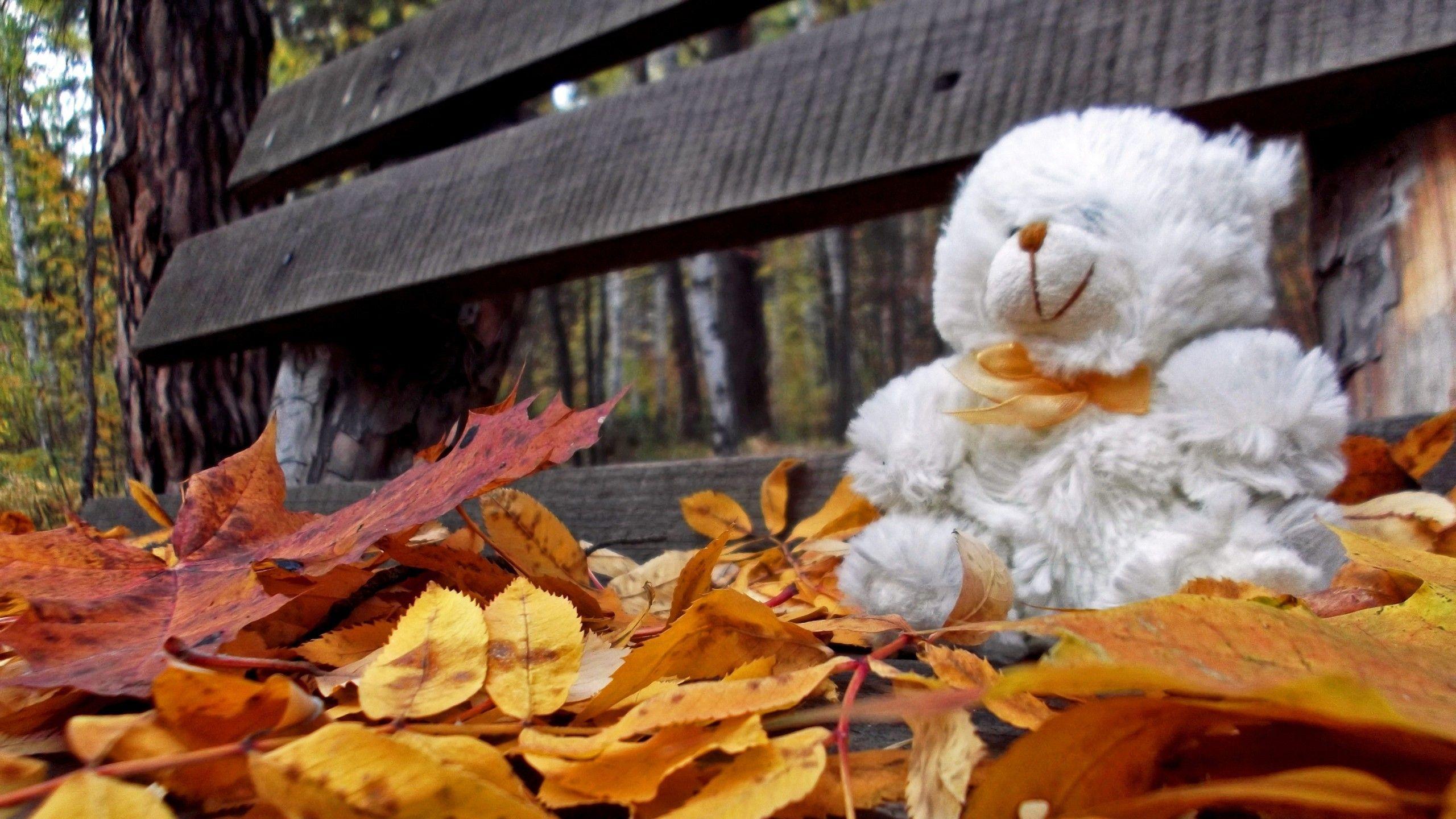 2560x1440 Trees autumn leaves bench teddy bears loneliness wallpaperx1440