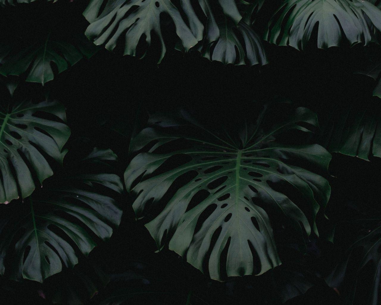 1280x1024 leaf, green, dark, plant desktop PC and Mac wallpaper