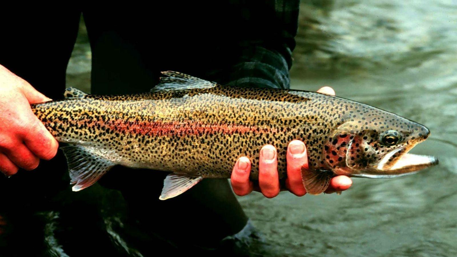 1600x900 Eighty Thousand Rainbow Trout Escape